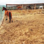 Centro Hípico Lomo Salas en Telde