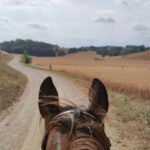 L'Escut Cavalls en Cartellá