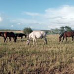 Centro Ecuestre Al-manchara en Ciudad Real