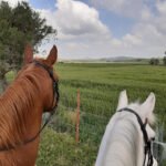 Finca alazana en Medina-Sidonia