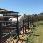 Yeguada La Patiña en Chiclana de la Frontera