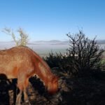 Hípica Biki Blasco en Aranguren