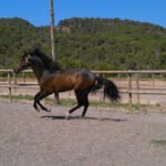 HÍPICA RUEDA Rutas y Paseos a Caballo. Escuela para aprender a montar a Caballo en Náquera