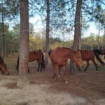 Horse Club Santa Cristina en Santa Cristina d'Aro