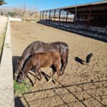 Club Equestre Quesada en Salt