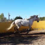 Hípica Ballester en Bétera