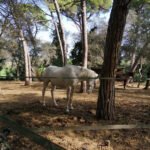 Centre equestre jm caballero en Begur