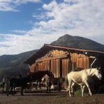 Zaldiko Doma Natural en Cestona