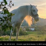 Infinity Horse Wellness • Centro de Rehabilitación y Quiropráctica equina en Bilbao en Yurreta