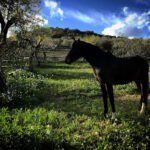 Centre Eqüestre La Noguera en Abella de la Conca