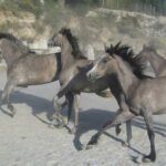 Caballos del Mosquin en Canillas de Albaida