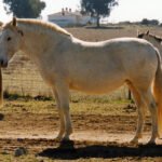 Yeguada Drago en Alcalá de Guadaíra