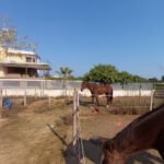 Pony club La Finca Ecuestre. Escuela hípica. Pony y caballos. Equitación en Bétera