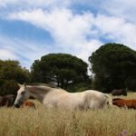 Tierra Ecuestre, Escuela de equitación en Arenys de Munt