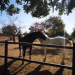 EQUUSMIND escola d'equitació conscient en Marratxí