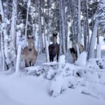 Equusfera, rutas a caballo guiadas. en Fonsagrada