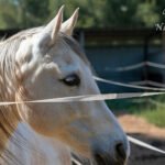 Centro de Equitación Caballos Naturales en Cabanes